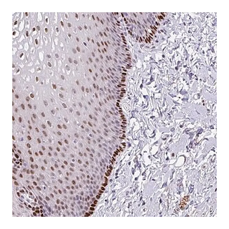 Merck Anti-TMEM215 antibody produced in rabbit