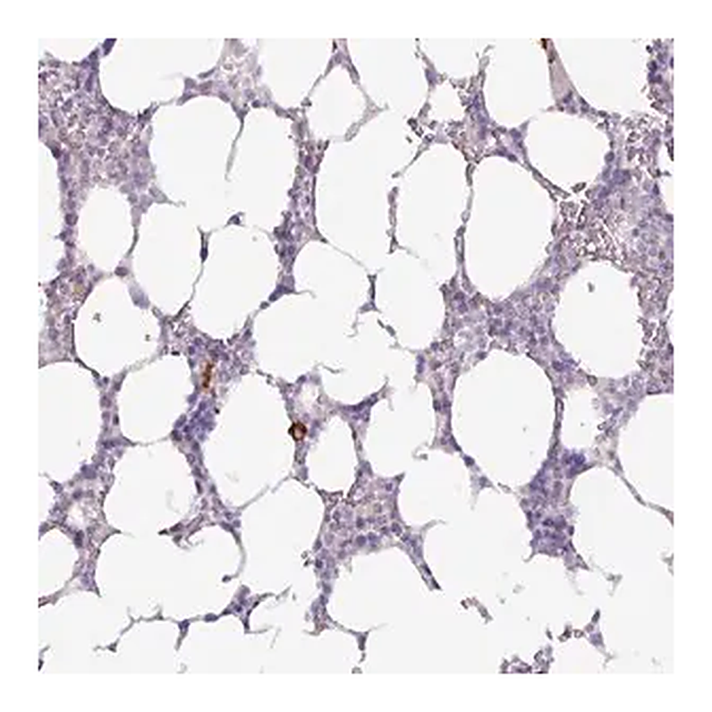 Merck Anti-ADGRE1 antibody produced in rabbit