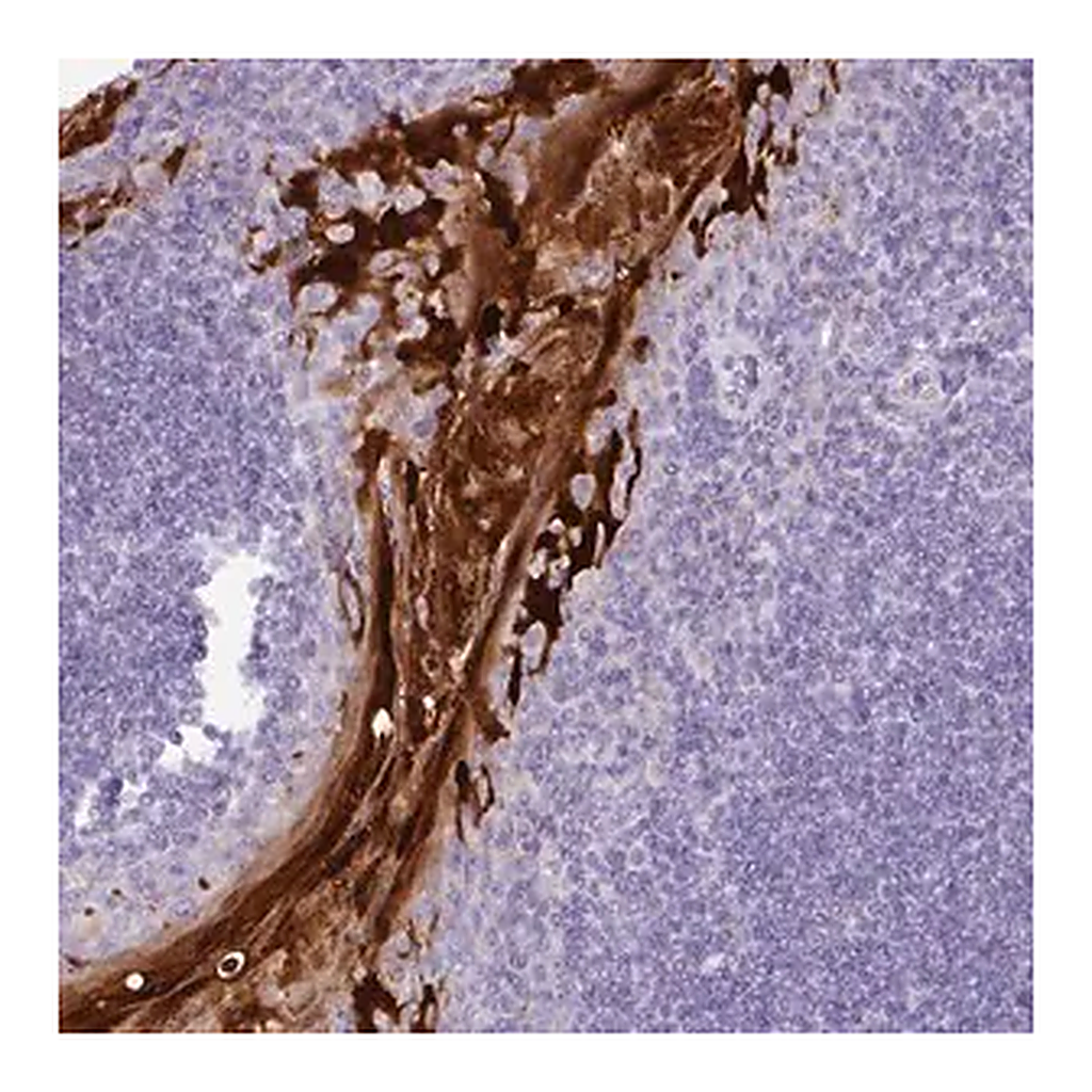 Merck Anti-NCCRP1 antibody produced in rabbit