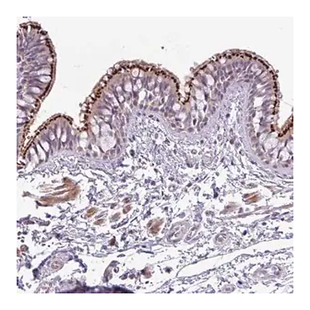 Merck Anti-SPINK8 antibody produced in rabbit