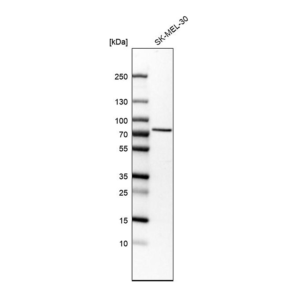 Merck Anti-SLC23A2 antibody produced in rabbit