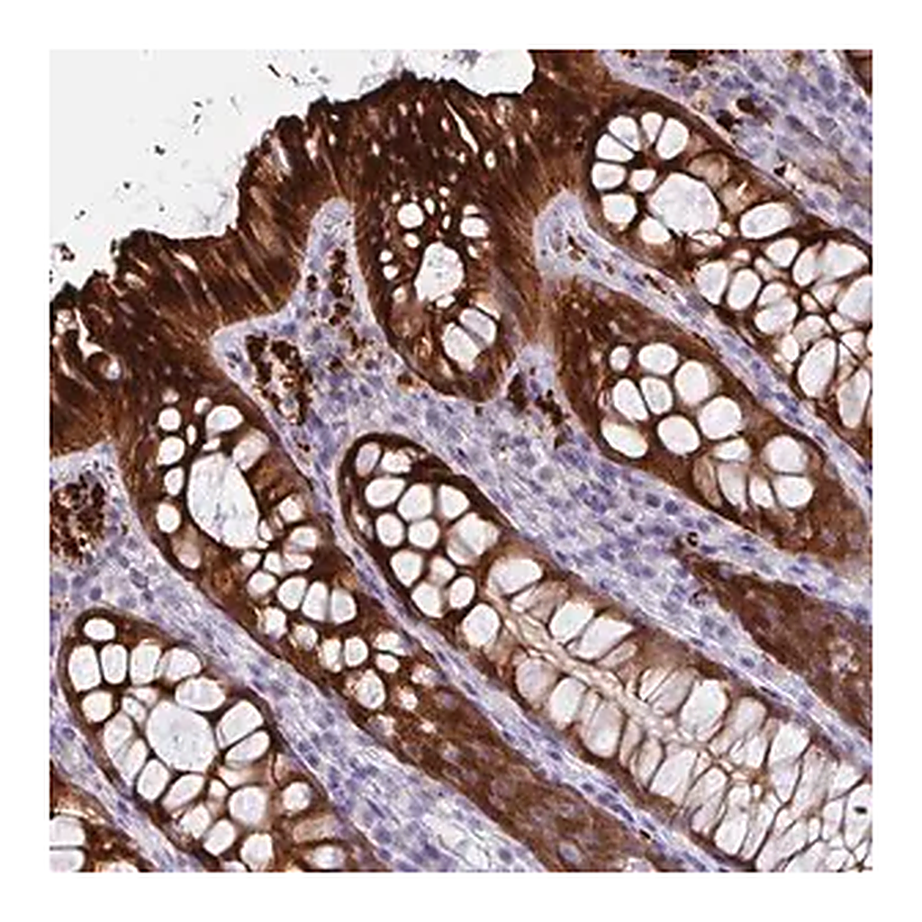 Merck Anti-DEFB115 antibody produced in rabbit