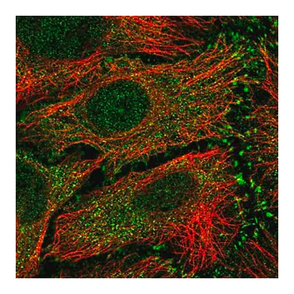 Merck Anti-RAET1E antibody produced in rabbit