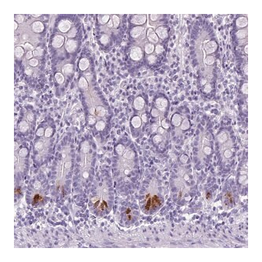 Merck Anti-TMEM91 antibody produced in rabbit