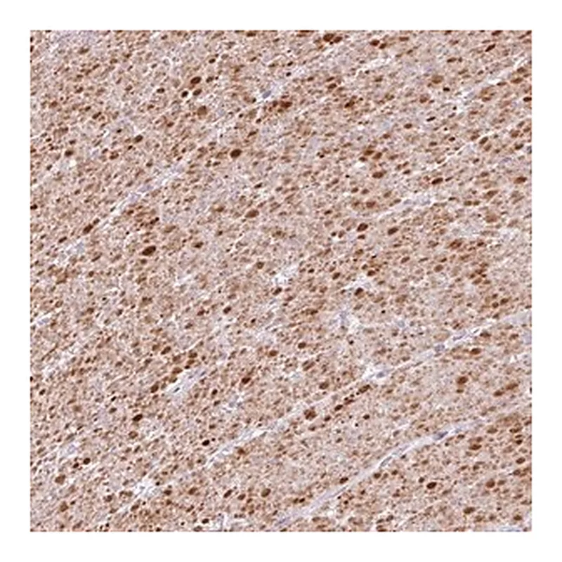 Merck Anti-TRA2A antibody produced in rabbit