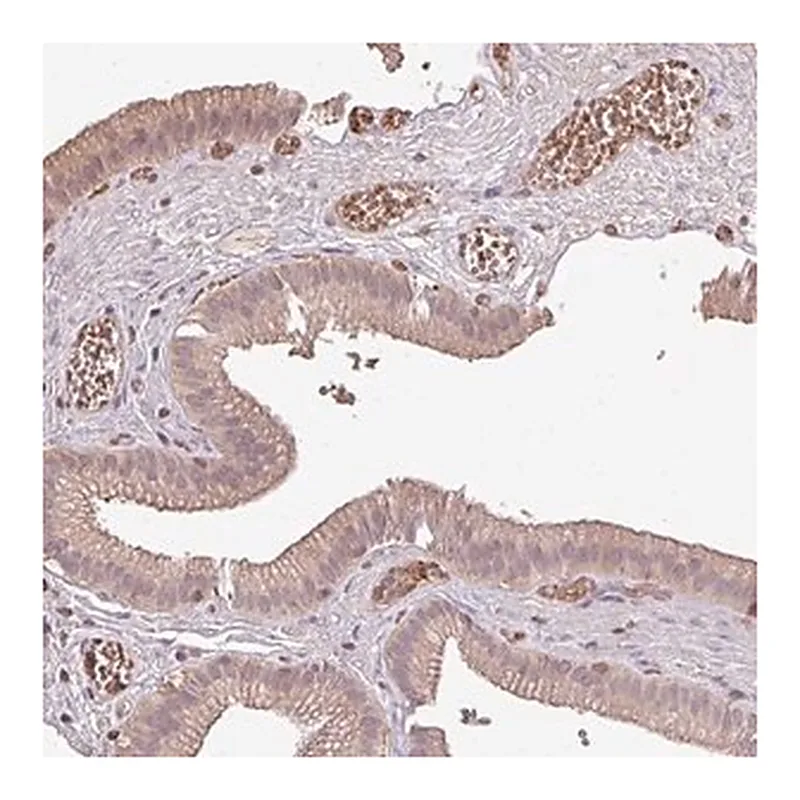 Merck Anti-OLFML2B antibody produced in rabbit
