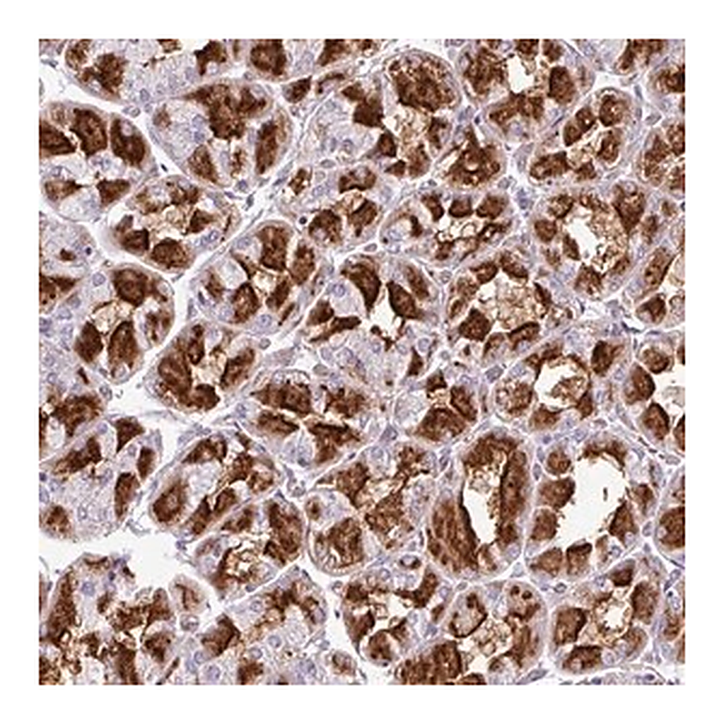 Merck Anti-ZNF106 antibody produced in rabbit