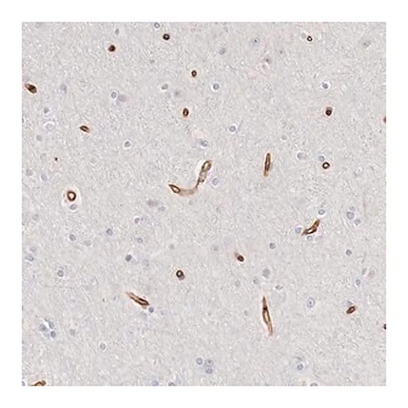 Merck Anti-KIAA2022 antibody produced in rabbit