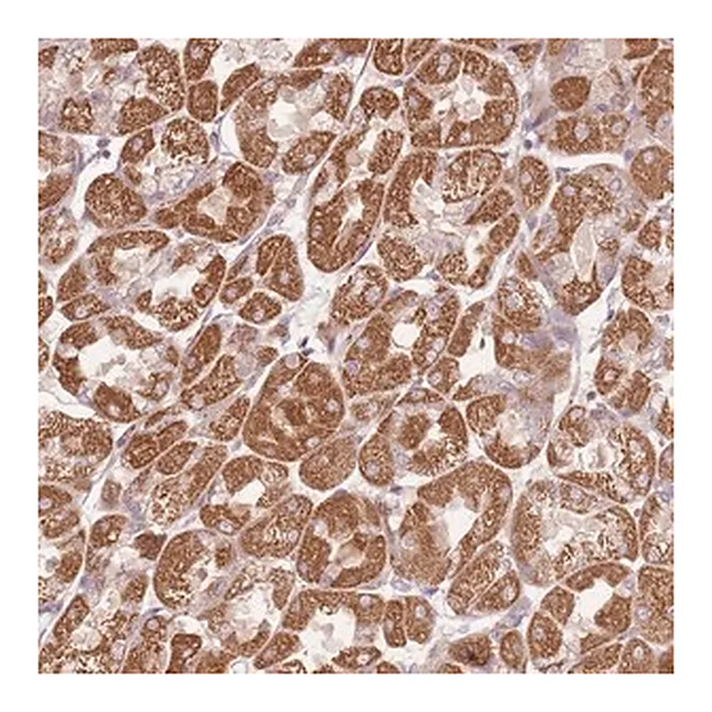 Merck Anti-DTD2 antibody produced in rabbit