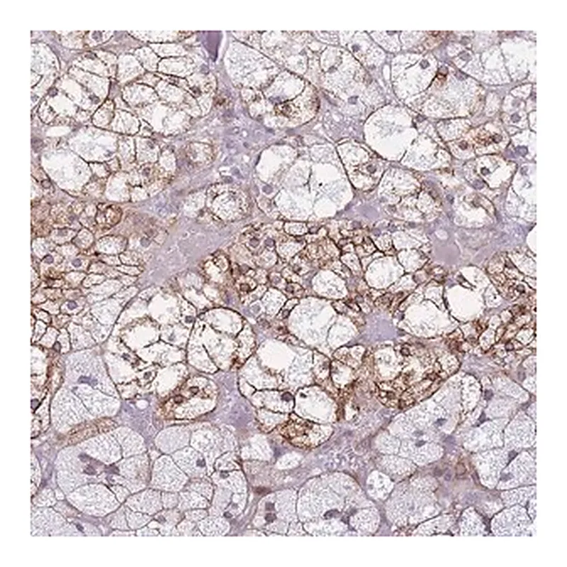 Merck Anti-CXORF57 antibody produced in rabbit