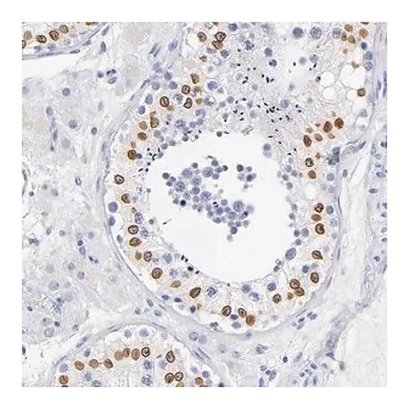 Merck Anti-SOCS7 antibody produced in rabbit