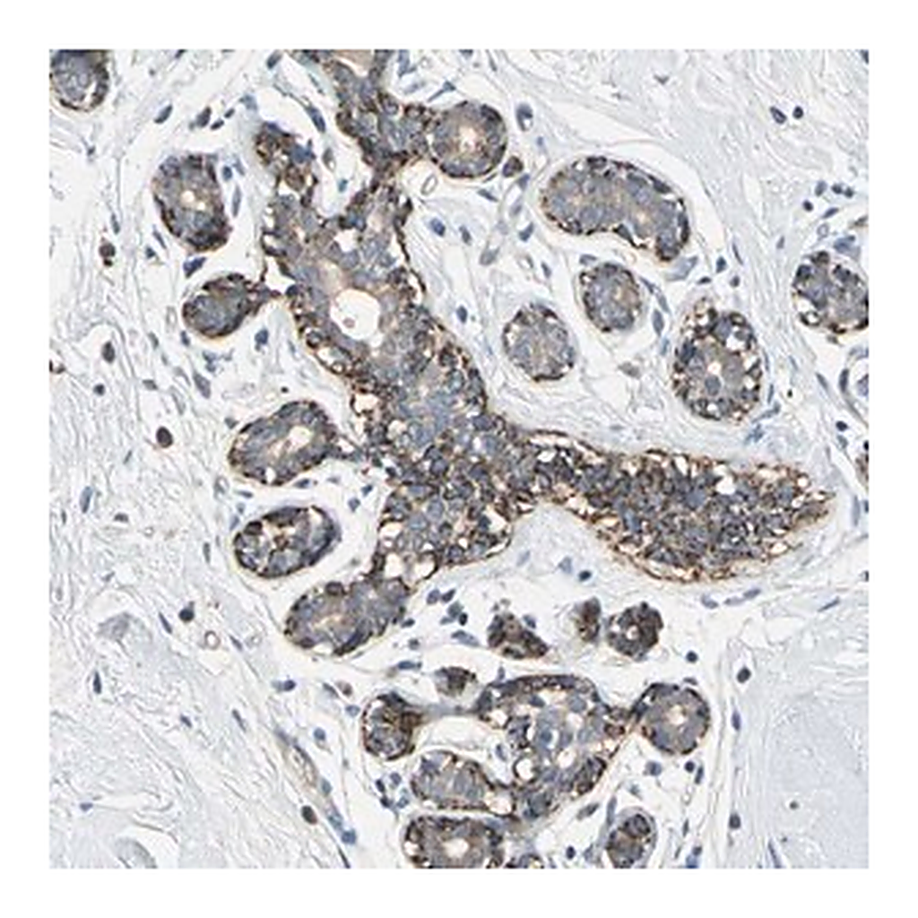 Merck Anti-NIM1K antibody produced in rabbit