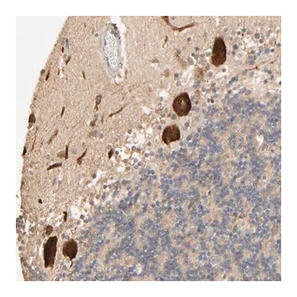 Merck Anti-CLEC4E antibody produced in rabbit