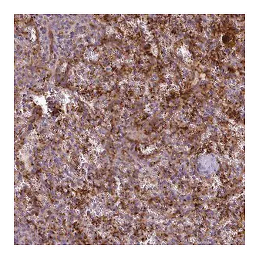 Merck Anti-CD300LF antibody produced in rabbit | 캐시바이