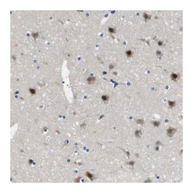 Merck Anti-LRRC49 antibody produced in rabbit