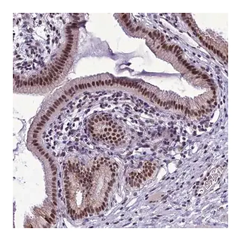 Merck Anti-CEACAM19 antibody produced in rabbit