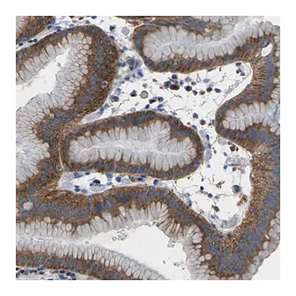 Merck Anti-SYNGR2 antibody produced in rabbit