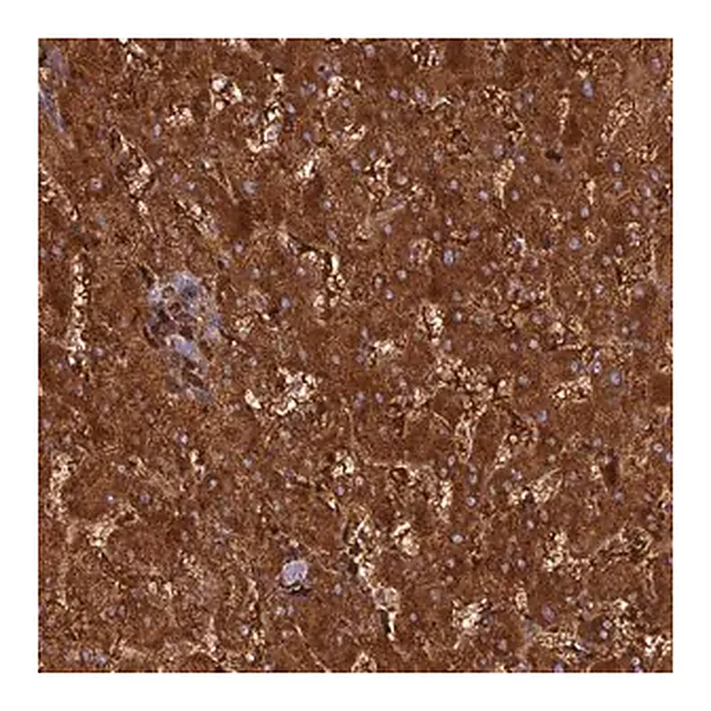 Merck Anti-HHAT antibody produced in rabbit