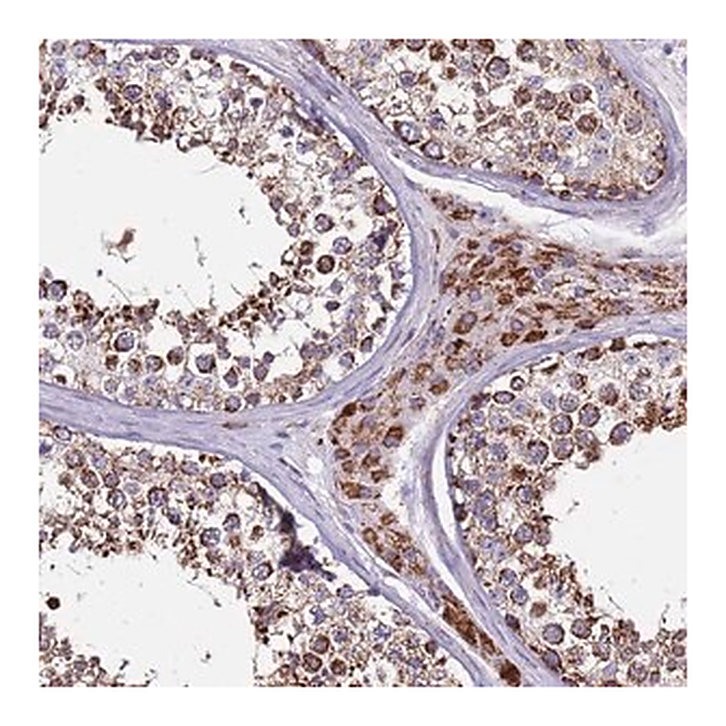 Merck Anti-ZBTB39 antibody produced in rabbit
