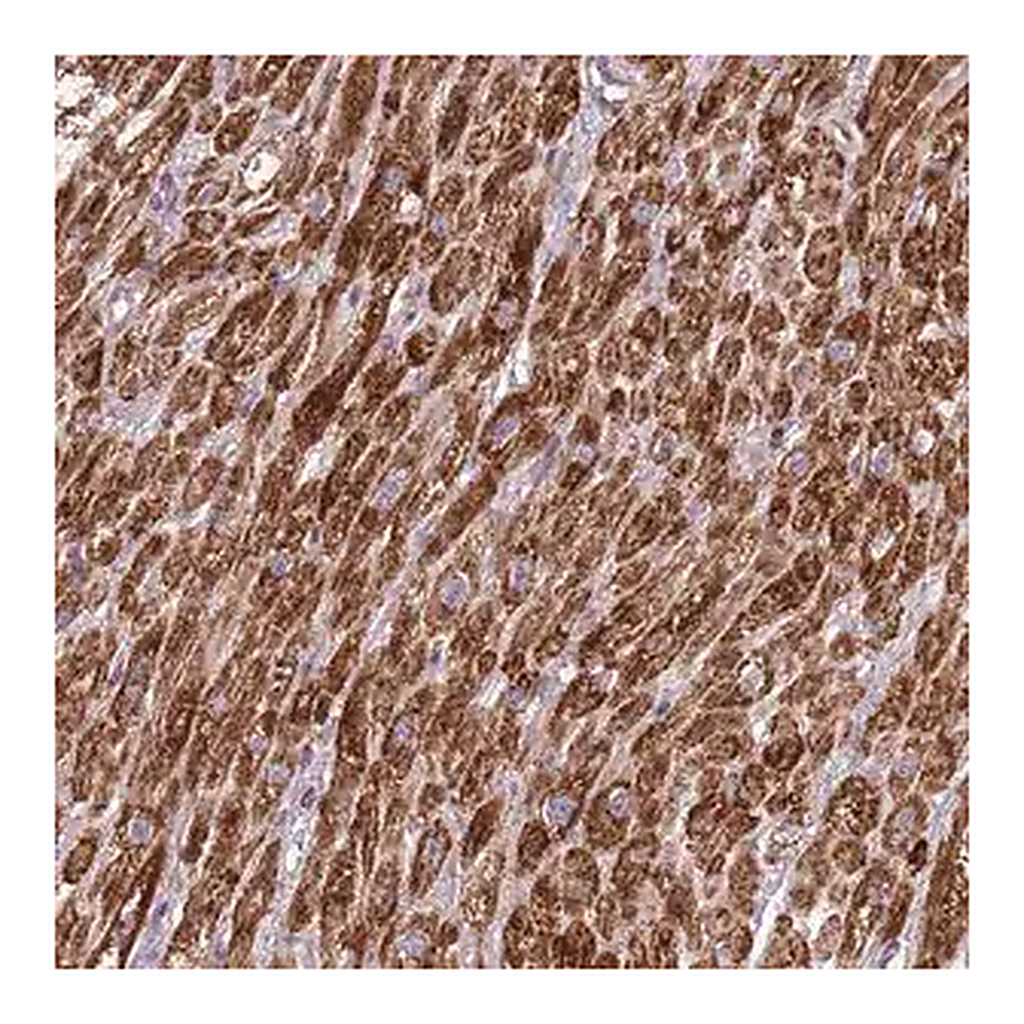 Merck Anti-IRS4 antibody produced in rabbit