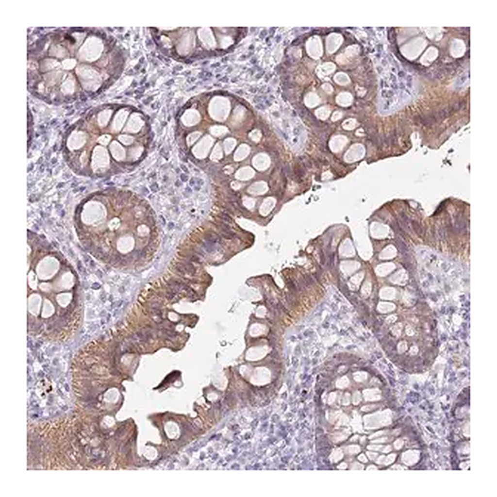 Merck Anti-NPAP1 antibody produced in rabbit