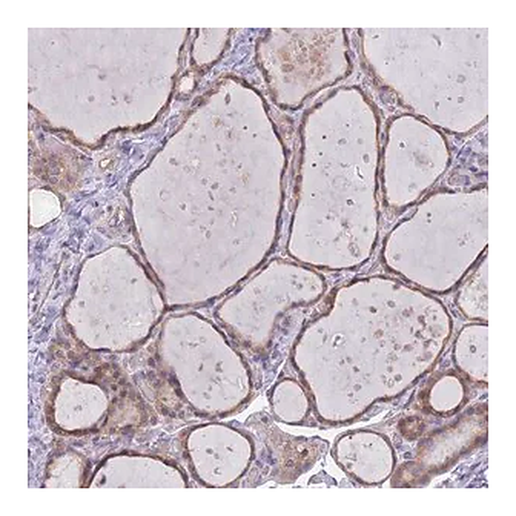 Merck Anti-MARVELD2 antibody produced in rabbit