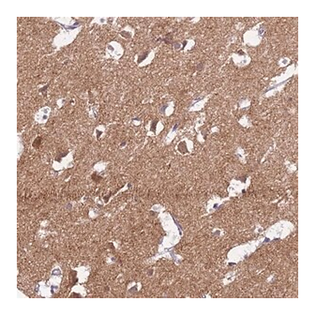 Merck Anti-HCN1 antibody produced in rabbit