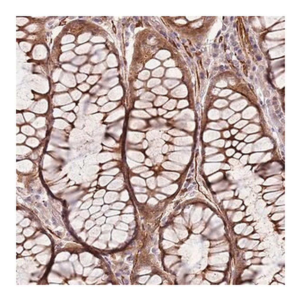 Merck Anti-RNF128 antibody produced in rabbit