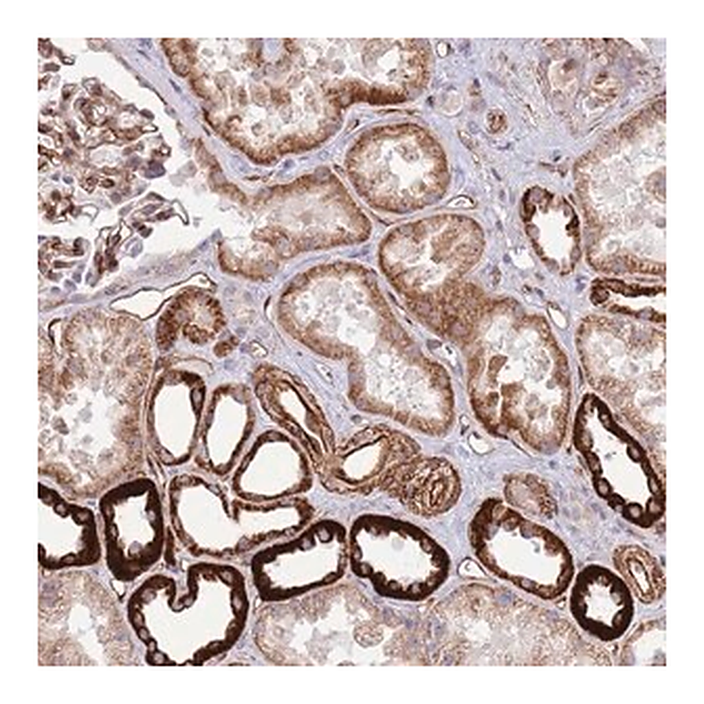Merck Anti-NEK3 antibody produced in rabbit