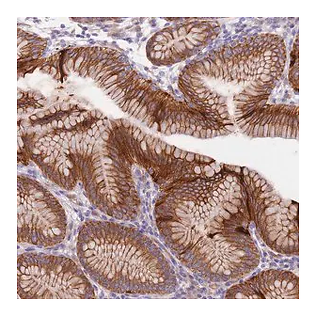 Merck Anti-LAMB4 antibody produced in rabbit