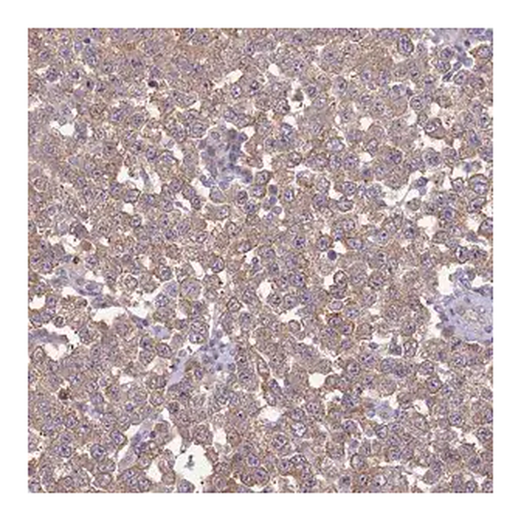 Merck Anti-GJA10 antibody produced in rabbit