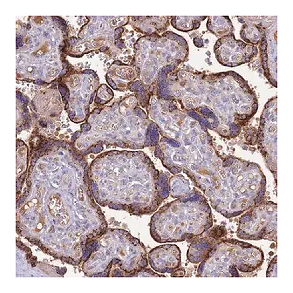 Merck Anti-TRMO antibody produced in rabbit
