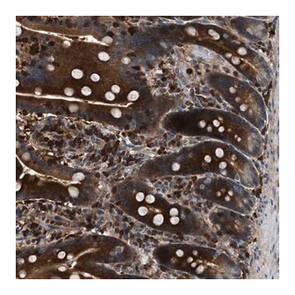 Merck Anti-OSTF1 antibody produced in rabbit