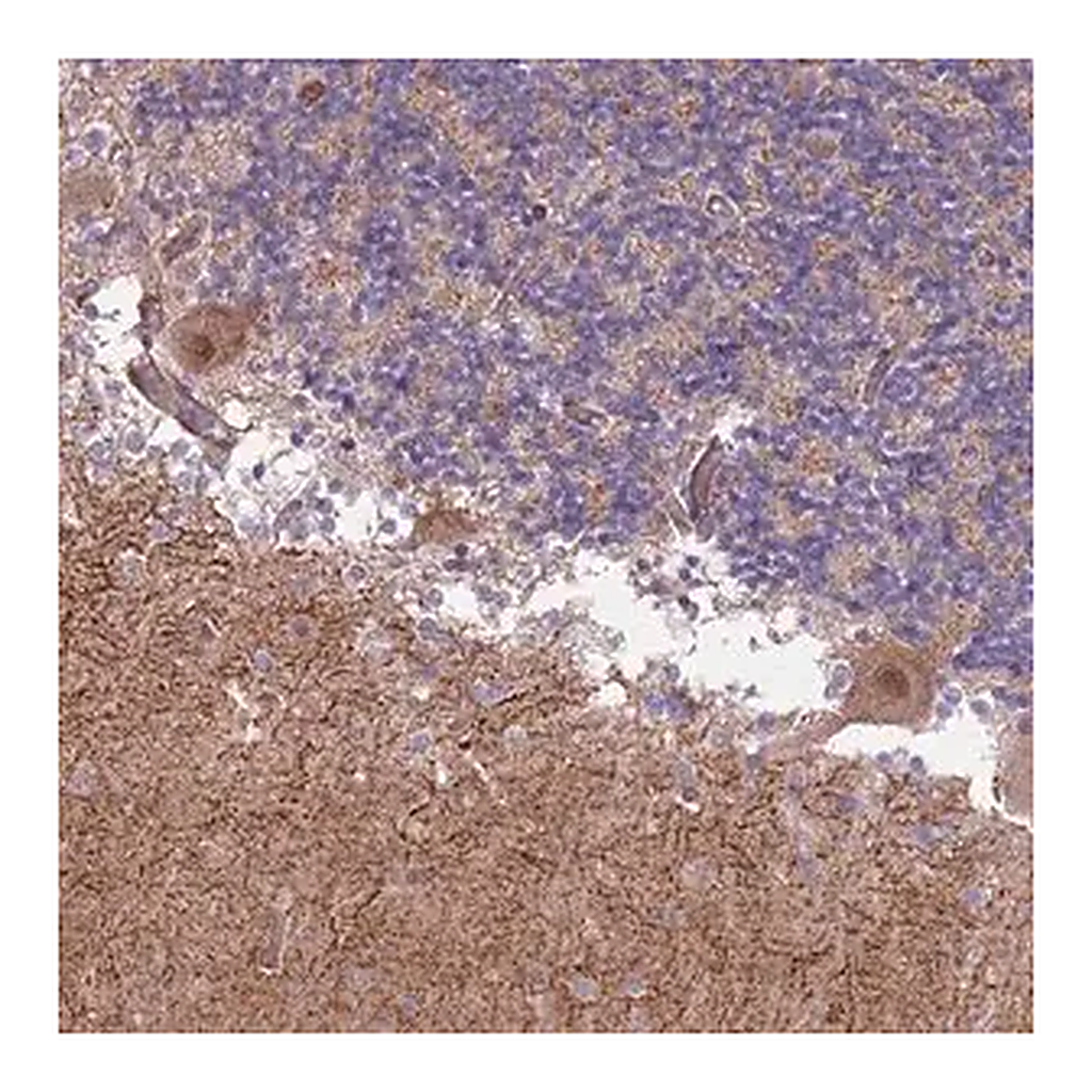 Merck Anti-CREBZF antibody produced in rabbit