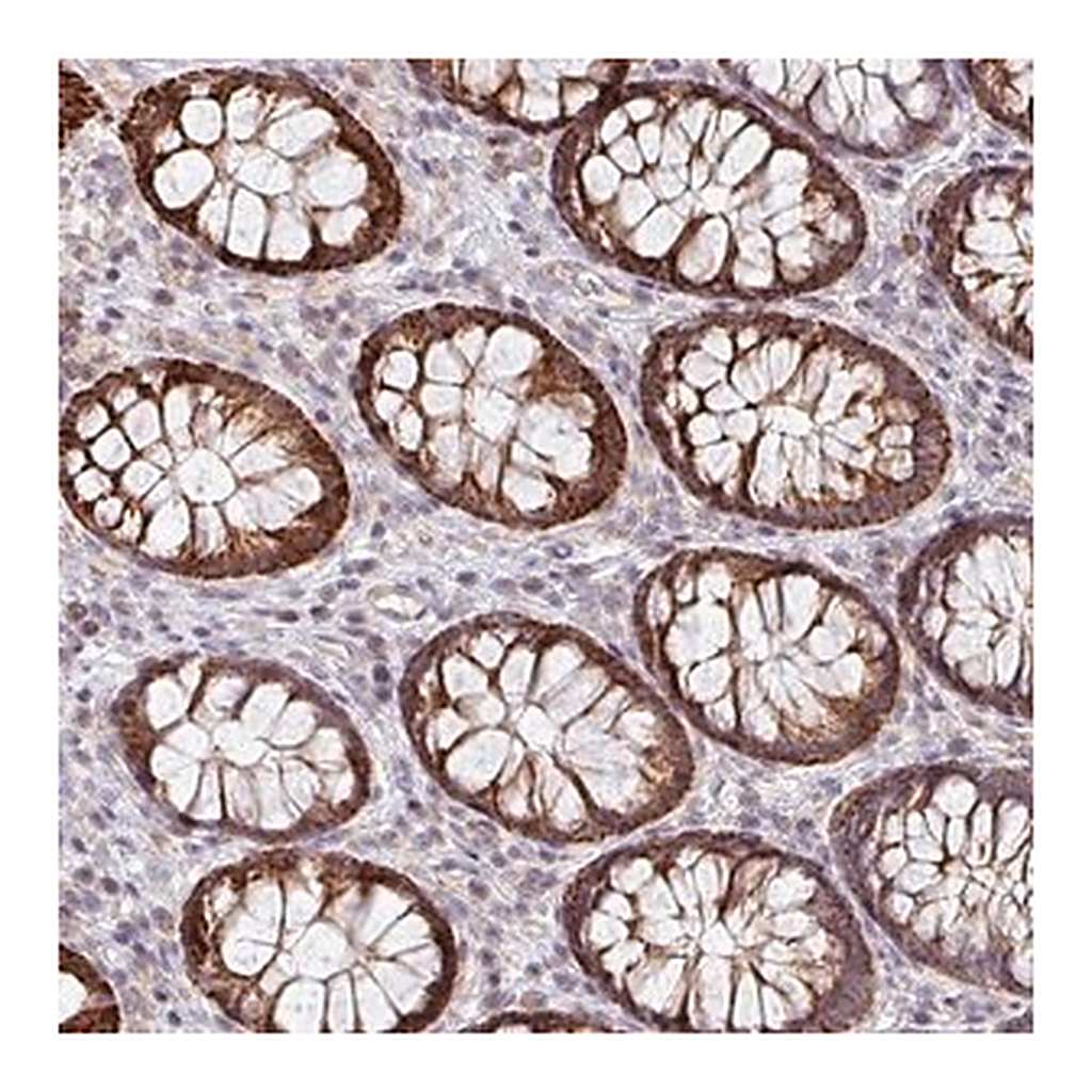 Merck Anti-ZNF791 antibody produced in rabbit