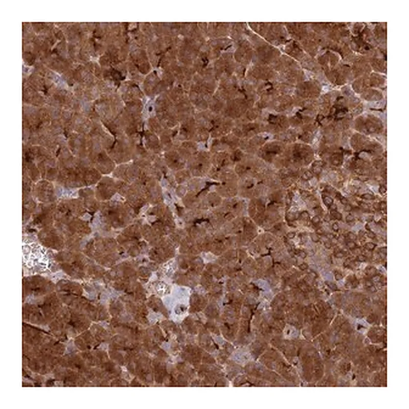 Merck Anti-KIAA0368 antibody produced in rabbit