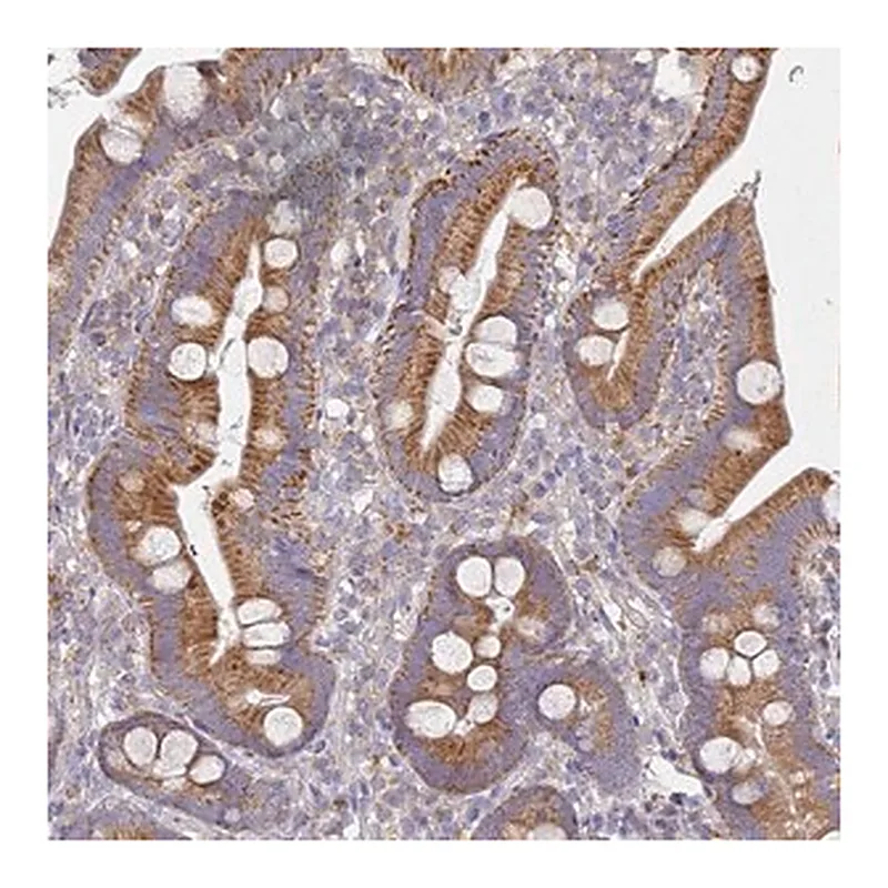 Merck Anti-NPEPPS antibody produced in rabbit