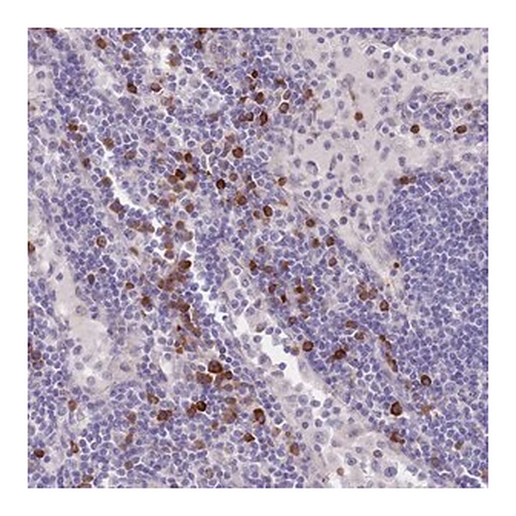 Merck Anti-TNRC6C antibody produced in rabbit