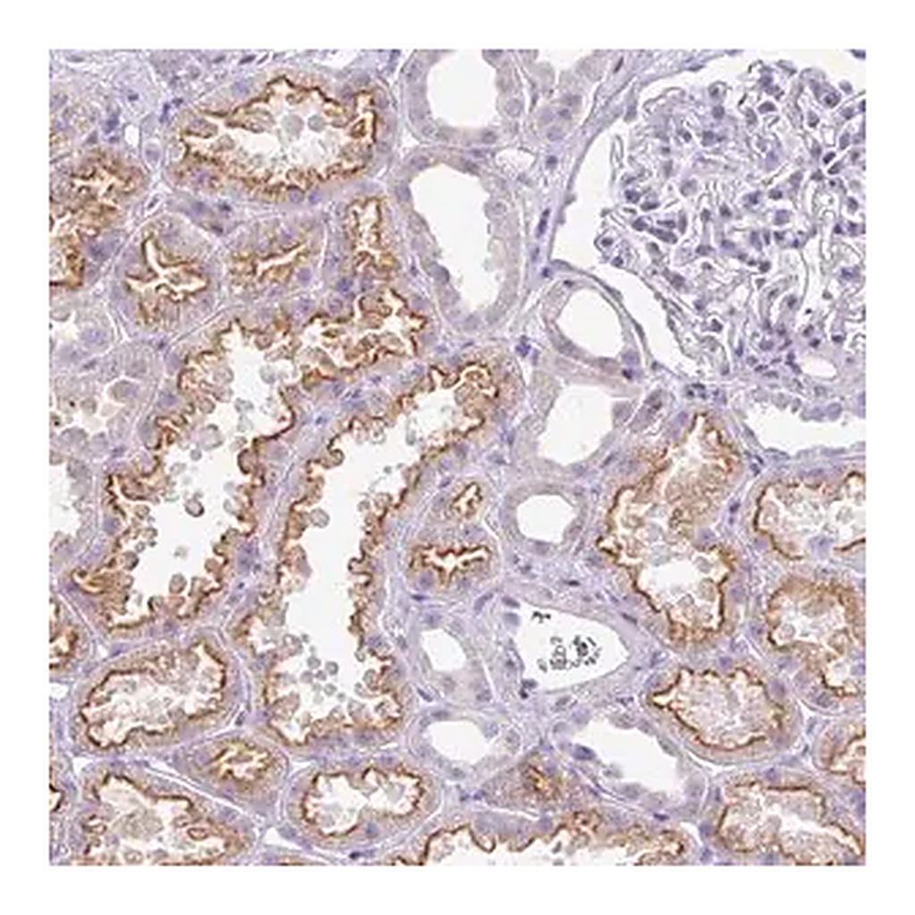 Merck Anti-GLI4 antibody produced in rabbit