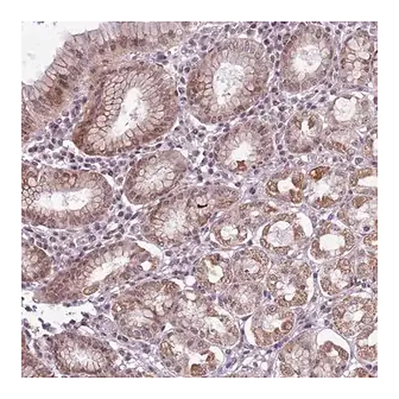 Merck Anti-CCDC166 antibody produced in rabbit