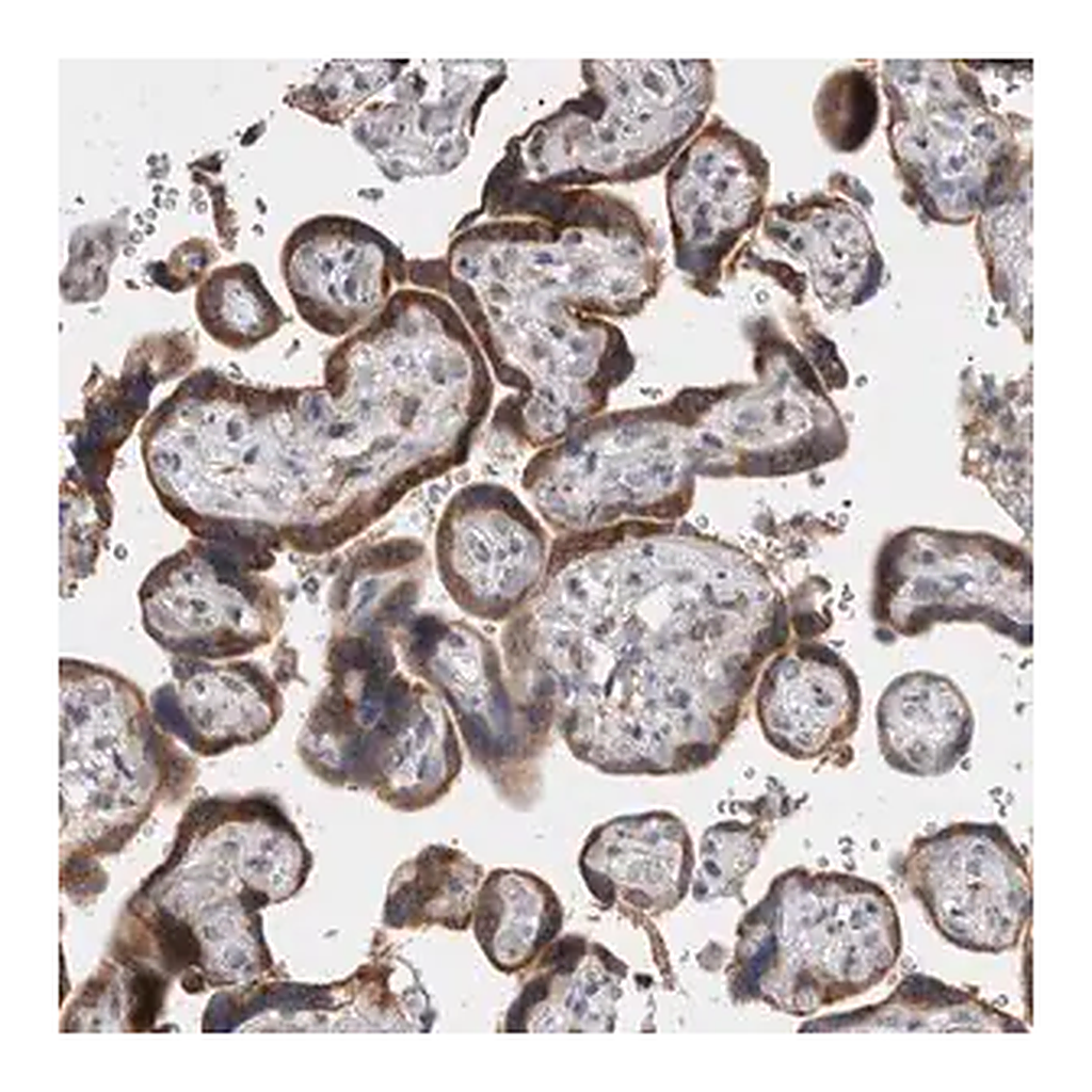 Merck Anti-VCPIP1 antibody produced in rabbit