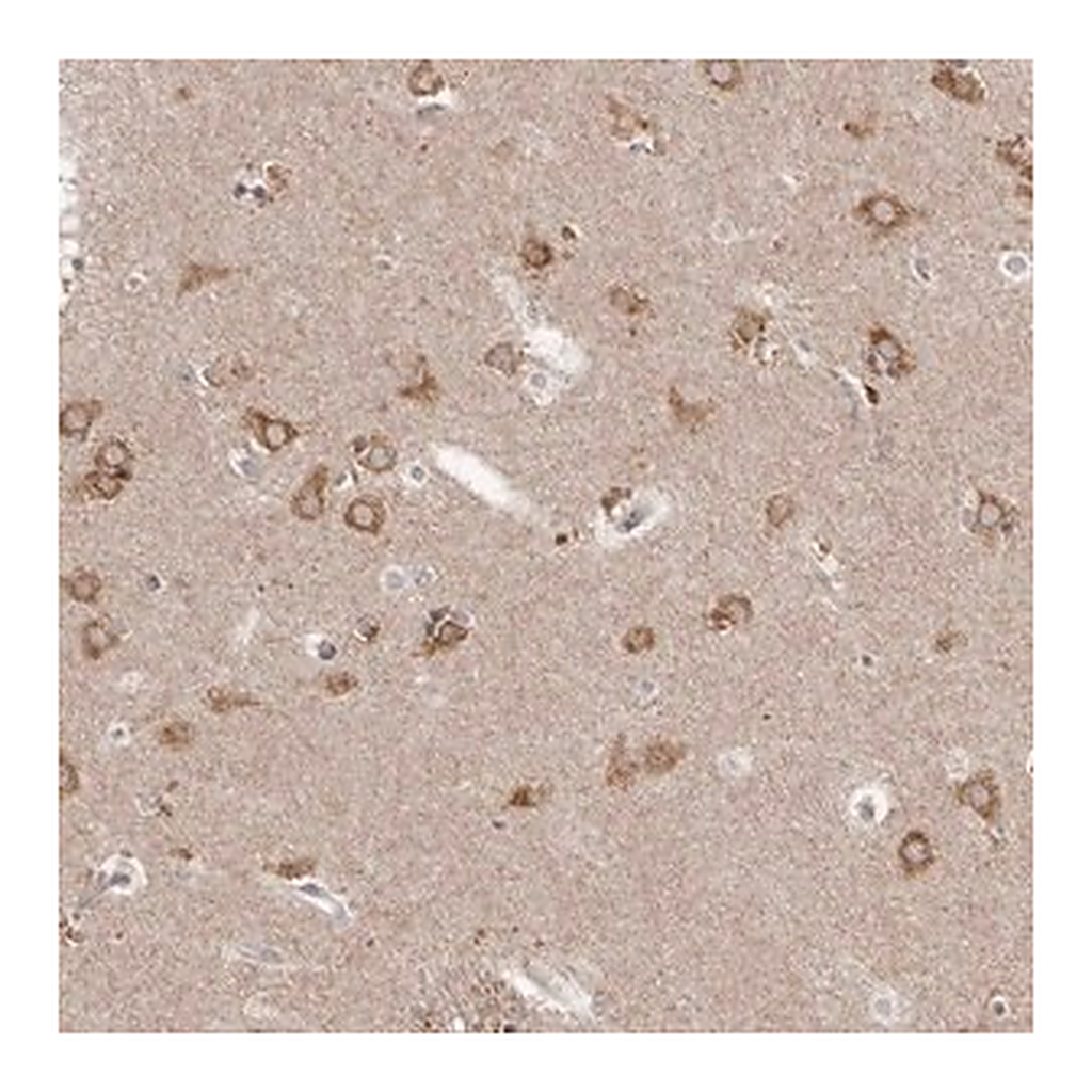 Merck Anti-NENF antibody produced in rabbit