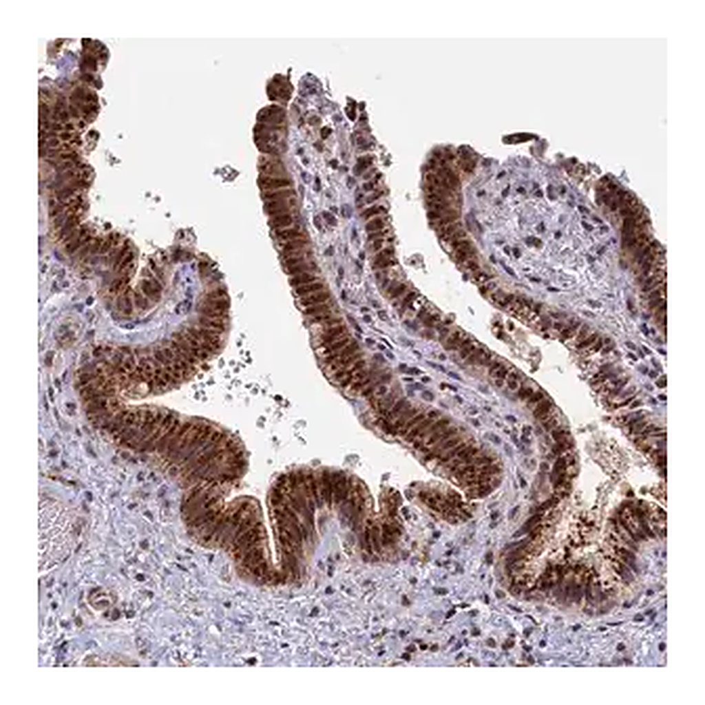 Merck Anti-HUNK antibody produced in rabbit