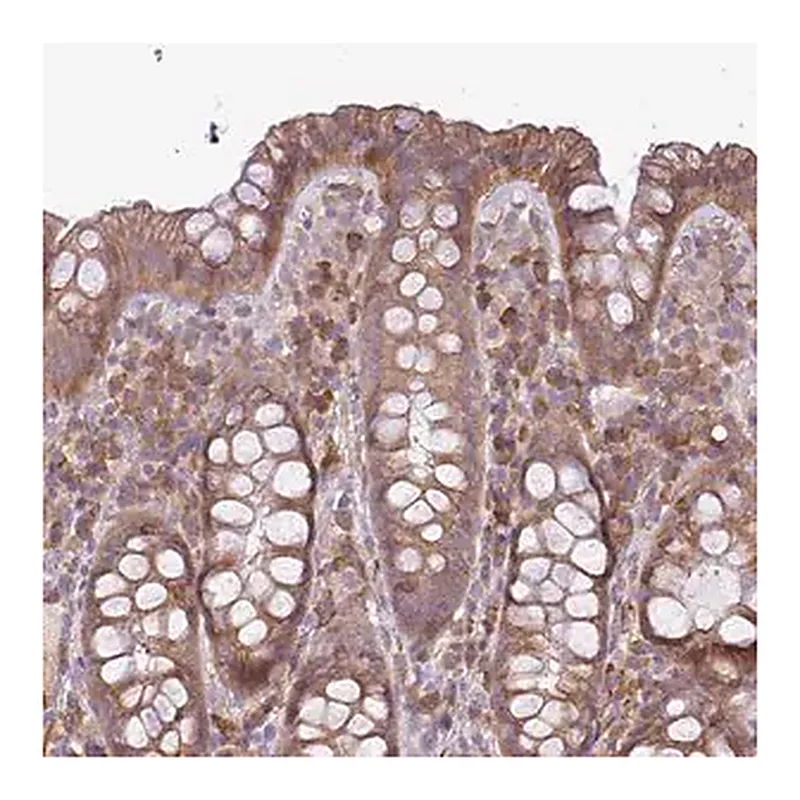 Merck Anti-MOCS3 antibody produced in rabbit