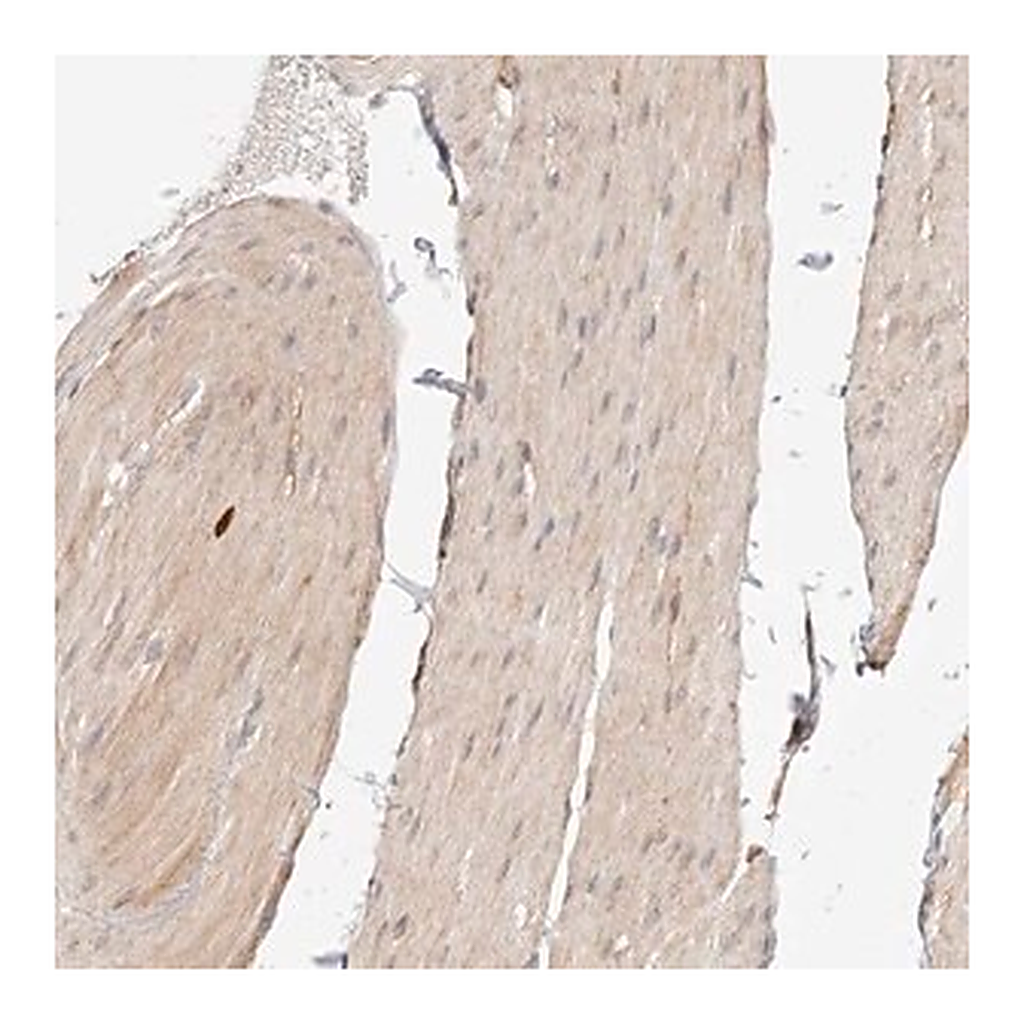 Merck Anti-SYNC antibody produced in rabbit