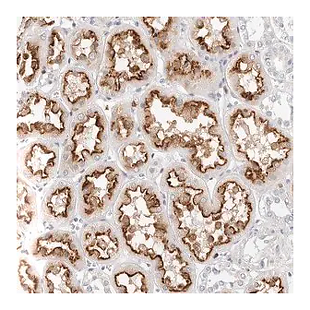 Merck Anti-TMEM63B antibody produced in rabbit