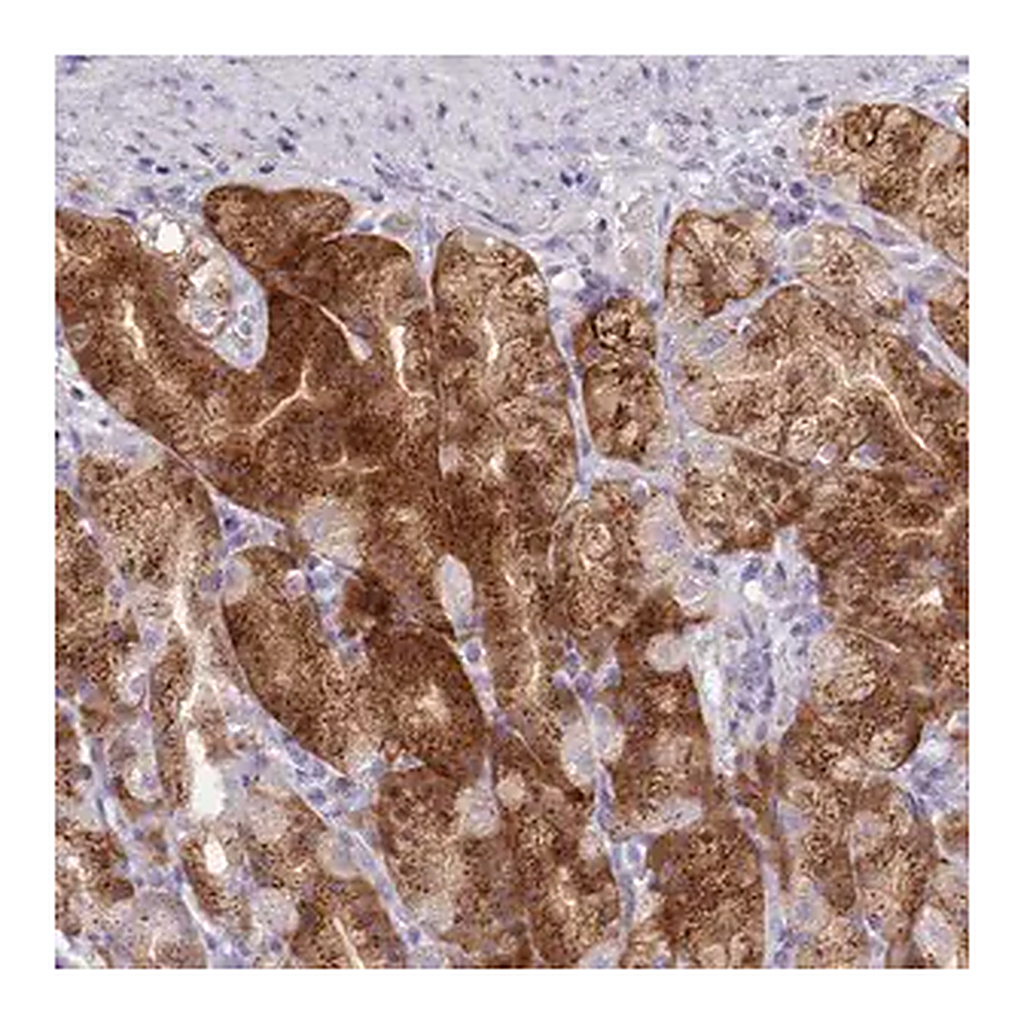 Merck Anti-NKX1-2 antibody produced in rabbit