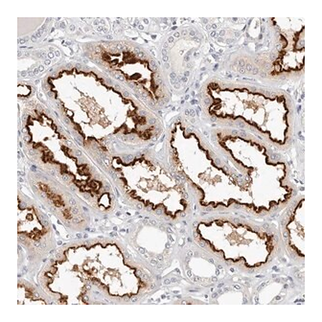 Merck Anti-TMEM63B antibody produced in rabbit