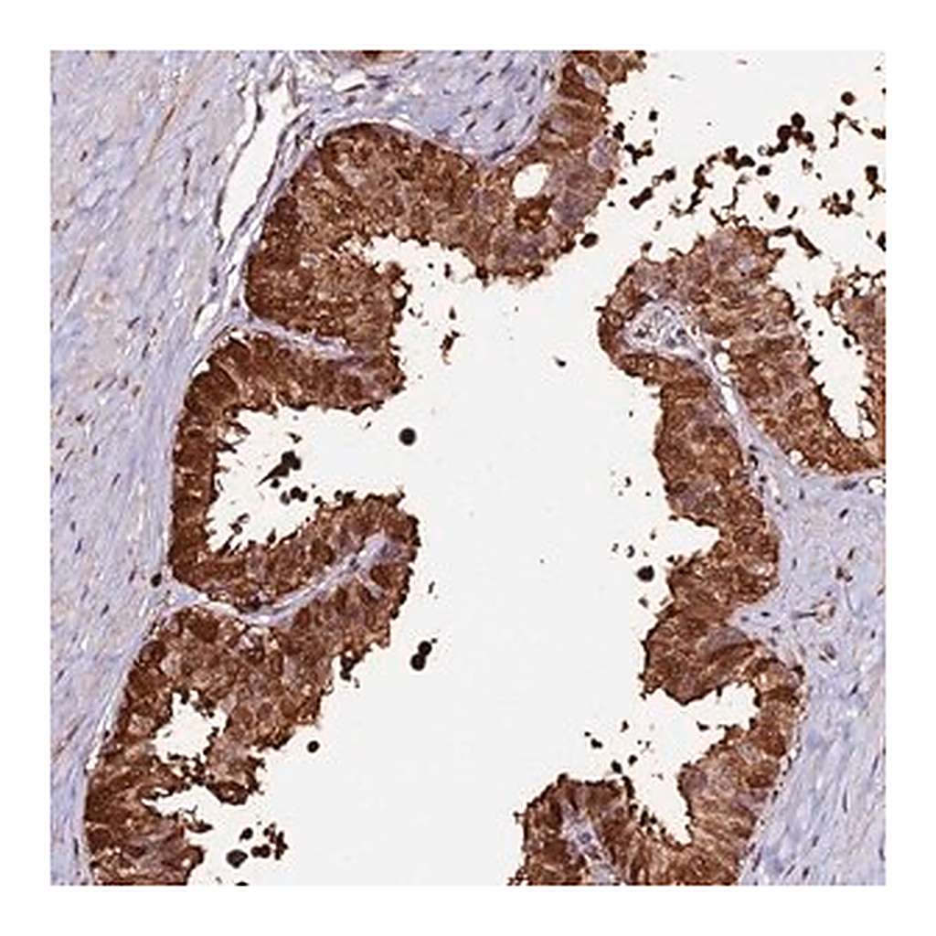 Merck Anti-ZDBF2 antibody produced in rabbit