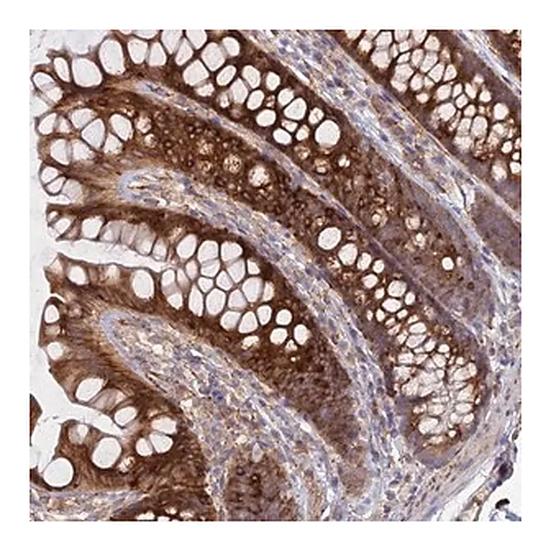 Merck Anti-PPIC antibody produced in rabbit